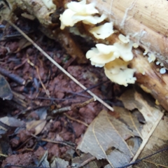 Favolus brasiliensis