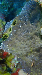 Smenospongia conulosa
