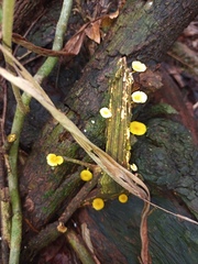 Mycena oregonensis