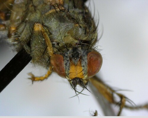 iNaturalist observation photo of Flies