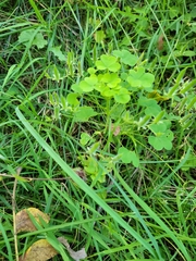 Oxalis stricta