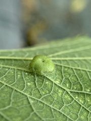 Pachypsylla celtidisumbilicus