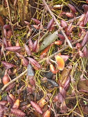 Aristolochia maxima