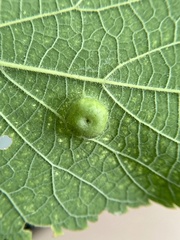 Pachypsylla celtidisumbilicus