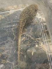 Lithobates catesbeianus