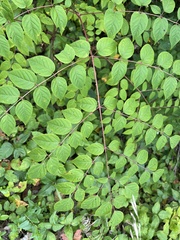 Aralia