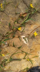 Eumorpha fasciatus