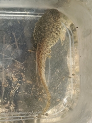 Lithobates catesbeianus