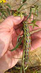 Eumorpha fasciatus