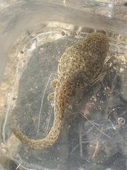 Lithobates catesbeianus