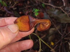 Aristolochia maxima