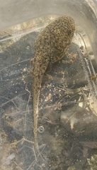 Lithobates catesbeianus