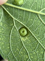 Pachypsylla celtidisumbilicus