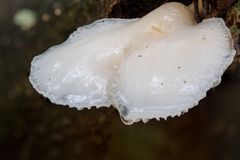 Oudemansiella
