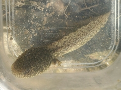 Lithobates catesbeianus