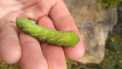 Eumorpha fasciatus