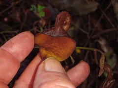 Aristolochia maxima