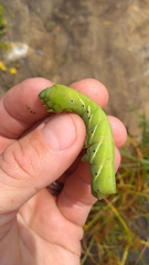 Eumorpha fasciatus