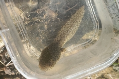 Lithobates catesbeianus