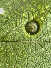 Pachypsylla celtidisumbilicus