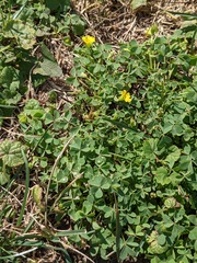 Oxalis dillenii