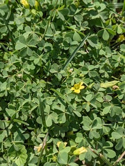 Oxalis dillenii