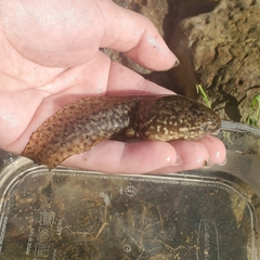 Lithobates catesbeianus