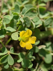 Oxalis dillenii