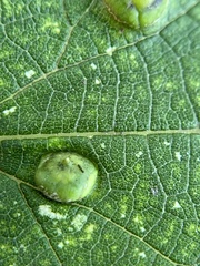 Pachypsylla celtidisumbilicus