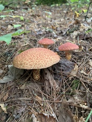 Suillus spraguei