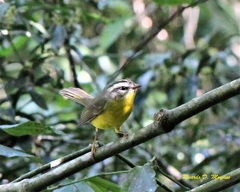 Basileuterus culicivorus