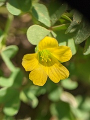 Oxalis dillenii