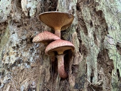 Suillus spraguei