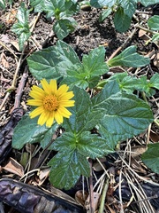 Sphagneticola trilobata