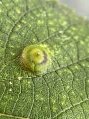 Pachypsylla celtidisumbilicus