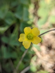 Oxalis dillenii
