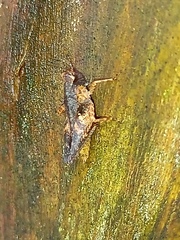 Tettigidea
