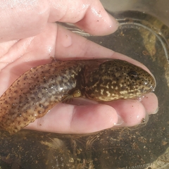 Lithobates catesbeianus