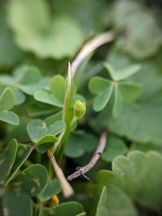 Oxalis dillenii