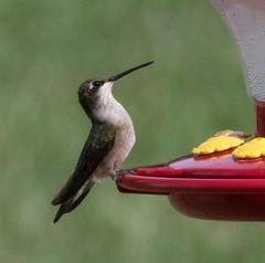 Archilochus colubris