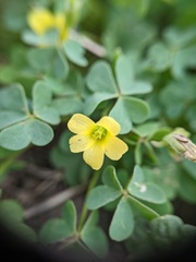 Oxalis dillenii
