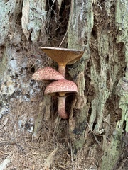 Suillus spraguei