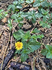 Sphagneticola trilobata