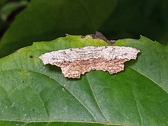 Schidax squamaria