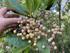 Viburnum nudum