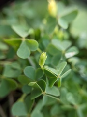 Oxalis dillenii