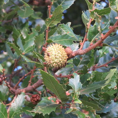 Quercus trojana