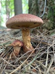 Suillus spraguei
