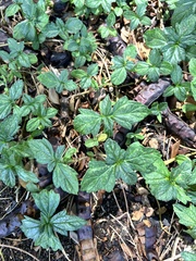 Sphagneticola trilobata