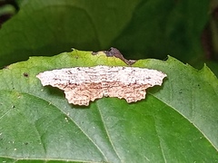 Schidax squamaria